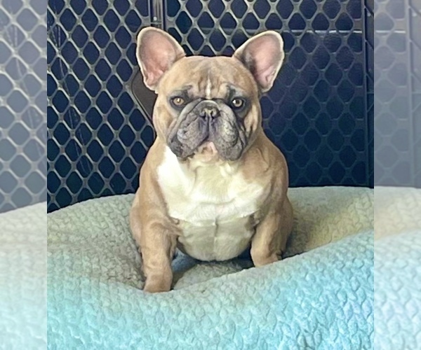 Medium Photo #2  Breeder Profile in PERRIS, CA, USA