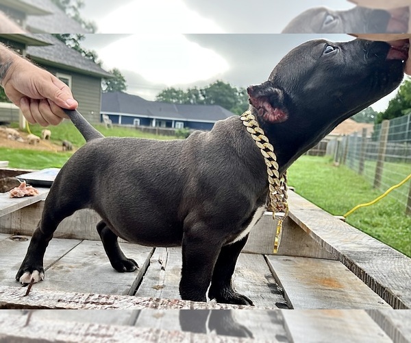 Medium Photo #4  Breeder Profile in FORT MITCHELL, AL, USA