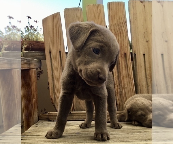 Medium Photo #11  Breeder Profile in WARNER SPRINGS, CA, USA