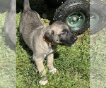 Small #6 Breeder Profile image