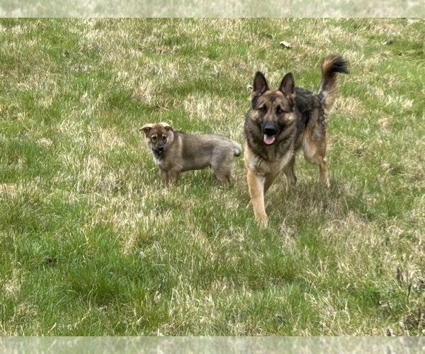 Medium Photo #9  Breeder Profile in DEMING, WA, USA