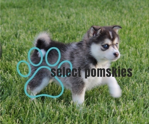 Medium Photo #1  Breeder Profile in DE SOTO, KS, USA