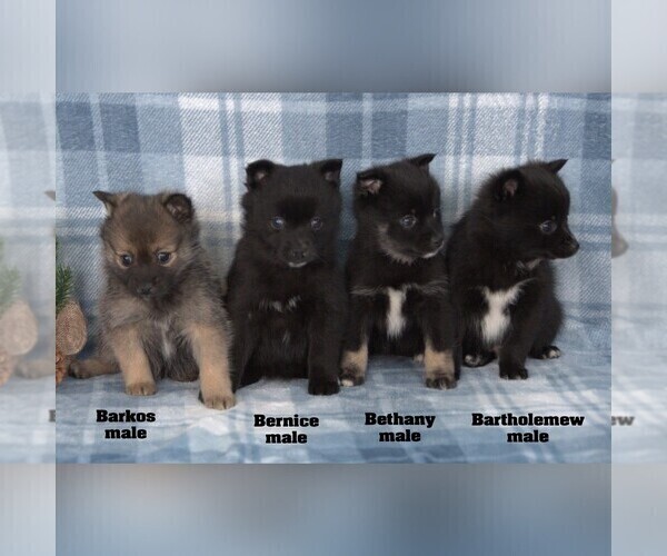 Medium Photo #4  Breeder Profile in CLARE, MI, USA