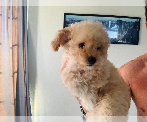 Medium Photo #36  Breeder Profile in VICTORVILLE, CA, USA