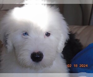 Old English Sheepdog Dog Breeder in RAYMORE,  USA