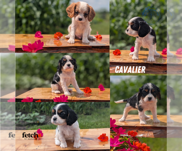 Medium Photo #11  Breeder Profile in GOSHEN, IN, USA