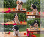 Small #10 Breeder Profile image