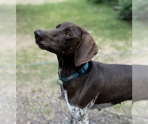 German Shorthaired Pointer Dog Breeder near WORLAND, WY, USA