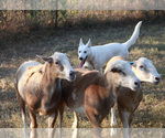 Small #8 Breeder Profile image