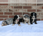 Small #2 Breeder Profile image