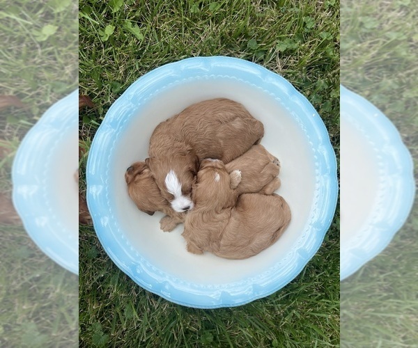 Medium Photo #1  Breeder Profile in COAL CITY, IN, USA