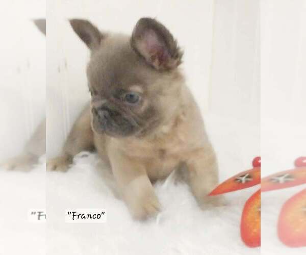 Medium Photo #12  Breeder Profile in COLONIAL BCH, VA, USA