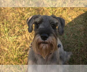Schnauzer (Standard) Dog Breeder near NEW LONDON, NC, USA