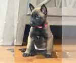 Small #2 Breeder Profile image