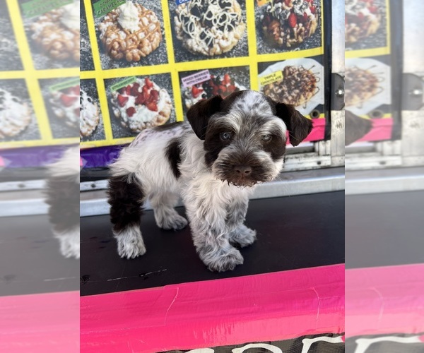 Medium Photo #12  Breeder Profile in WELLINGTON, AL, USA
