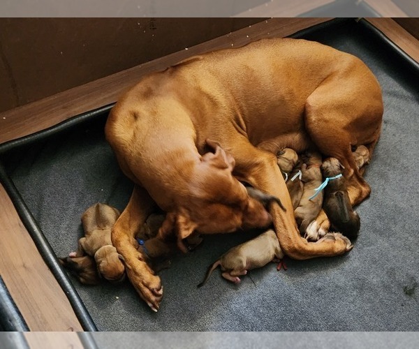 Medium Photo #2  Breeder Profile in YOUNGWOOD, PA, USA