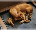 Small #1 Breeder Profile image