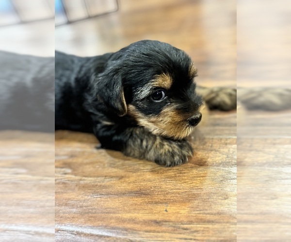 Medium Photo #6  Breeder Profile in NORMAN, OK, USA