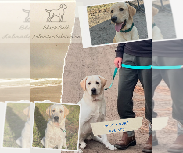 Medium Photo #1  Breeder Profile in CALLAHAN, FL, USA