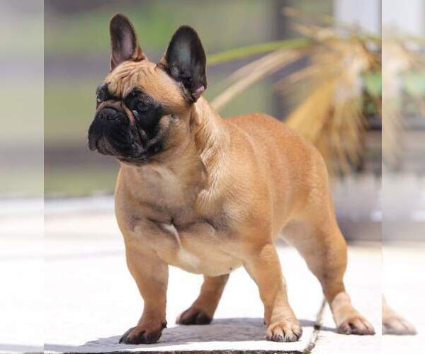 Medium Photo #5  Breeder Profile in PUNTA GORDA, FL, USA