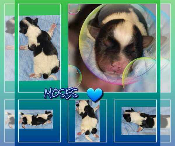 Medium Photo #18  Breeder Profile in FT WORTH, TX, USA