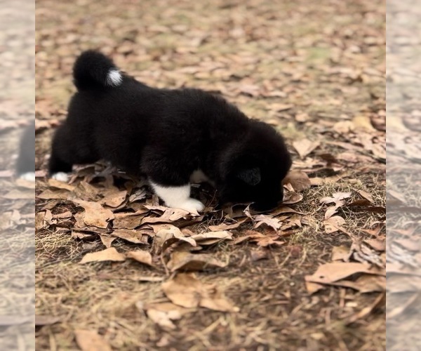 Medium Photo #24  Breeder Profile in MCDONOUGH, GA, USA