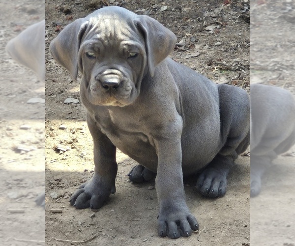 Medium Photo #2  Breeder Profile in LACKAWAXEN, PA, USA