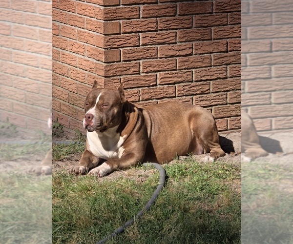 Medium Photo #4  Breeder Profile in WALTERBORO, SC, USA