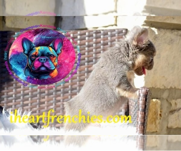 Medium Photo #1  Breeder Profile in HIGHLAND VILL, TX, USA