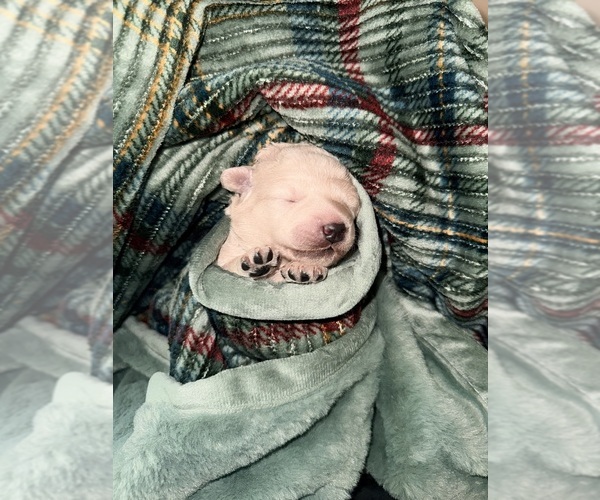 Medium Photo #5  Breeder Profile in EVANS, GA, USA