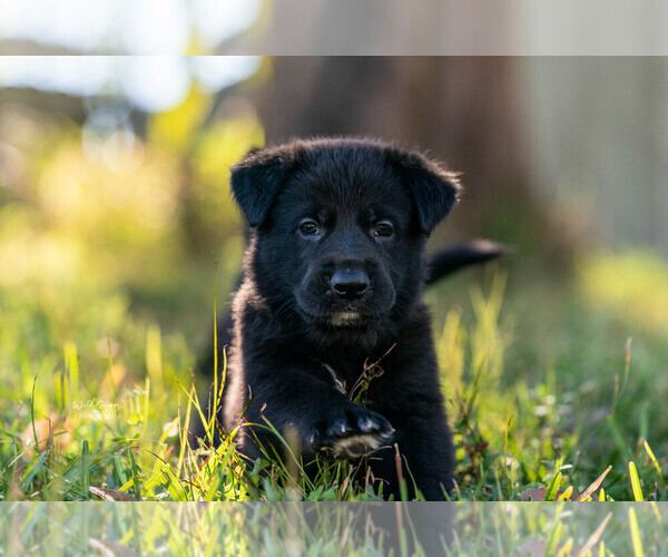 Medium Photo #1  Breeder Profile in JACKSONVILLE, FL, USA