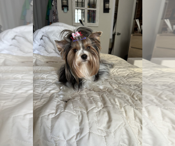 Medium Photo #26  Breeder Profile in CONCORD, CA, USA