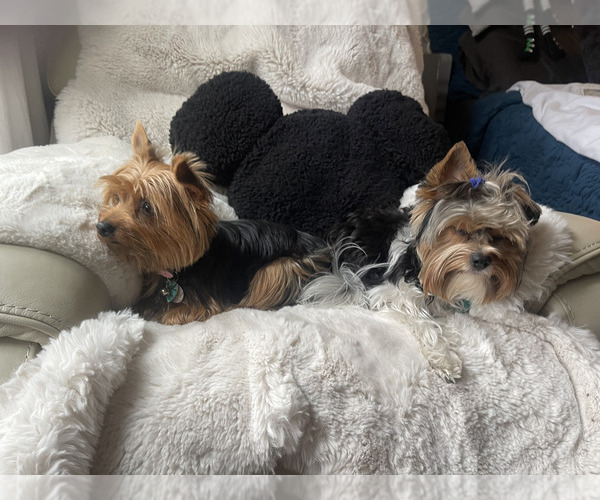 Medium Photo #18  Breeder Profile in CONCORD, CA, USA