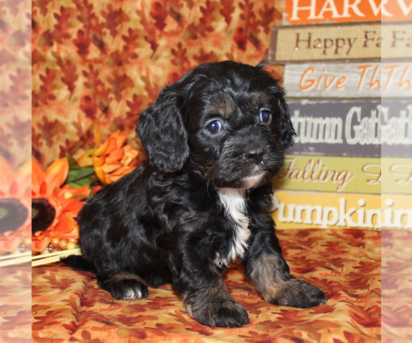 Medium Photo #18  Breeder Profile in CHANUTE, KS, USA