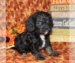Small #17 Breeder Profile image