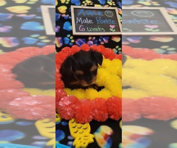 Medium Photo #199  Breeder Profile in AKRON, OH, USA