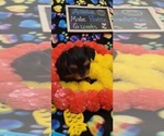 Small #198 Breeder Profile image