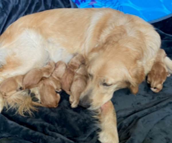 Medium Photo #1  Breeder Profile in STKN, CA, USA