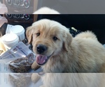 Small breeder photo