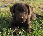 Small breeder photo