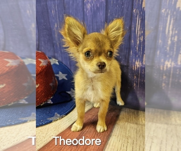 Medium Photo #13  Breeder Profile in HOMERVILLE, GA, USA
