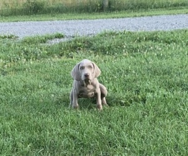 Medium Photo #6  Breeder Profile in SCENERY HILL, PA, USA