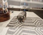 Small #14 Breeder Profile image