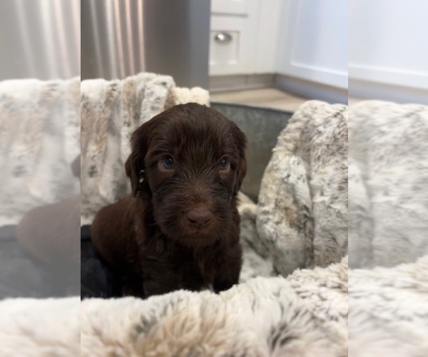 Medium Photo #5  Breeder Profile in ANDERSON, CA, USA