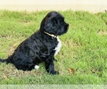 Small #5 Breeder Profile image