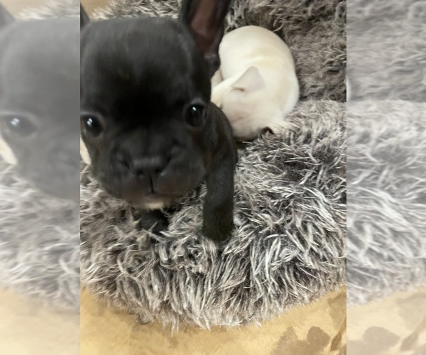 Medium Photo #3  Breeder Profile in CLEARWATER, FL, USA