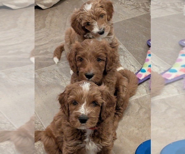 Medium Photo #2  Breeder Profile in SYCAMORE, IL, USA