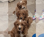 Small #1 Breeder Profile image