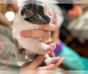 French Bulldog Dog Breeder in MARSHALL,  USA