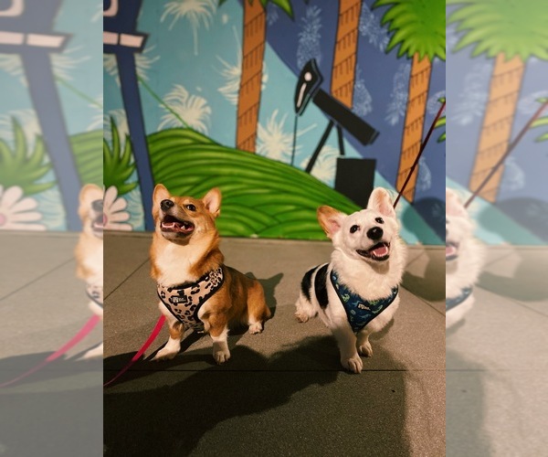 Medium Photo #1  Breeder Profile in RIVERSIDE, CA, USA